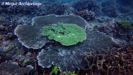 อเวย์ปิลา รีสอร์ท(หมู่เกาะเมอร์กุย เมียนมาร์) โทร.080-4199290