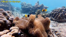 อเวย์ปิลา รีสอร์ท(หมู่เกาะเมอร์กุย เมียนมาร์) โทร.080-4199290