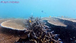 อเวย์ปิลา รีสอร์ท(หมู่เกาะเมอร์กุย เมียนมาร์) โทร.080-4199290