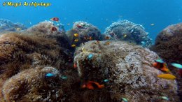 อเวย์ปิลา รีสอร์ท(หมู่เกาะเมอร์กุย เมียนมาร์) โทร.080-4199290