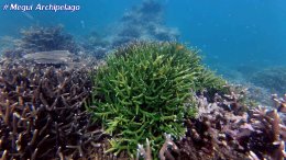 อเวย์ปิลา รีสอร์ท(หมู่เกาะเมอร์กุย เมียนมาร์) โทร.080-4199290