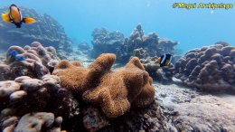 อเวย์ปิลา รีสอร์ท(หมู่เกาะเมอร์กุย เมียนมาร์) โทร.080-4199290