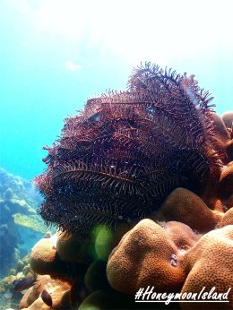 เกาะฮันนีมูน ทะเลพม่า โทร.0804199290