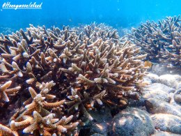 เกาะฮันนีมูน ทะเลพม่า โทร.0804199290