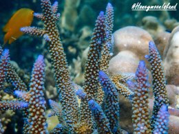 เกาะฮันนีมูน ทะเลพม่า โทร.0804199290