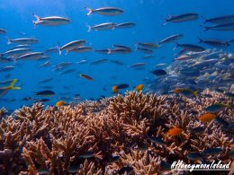 เกาะฮันนีมูน ทะเลพม่า โทร.0804199290