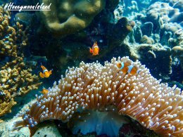 เกาะฮันนีมูน ทะเลพม่า โทร.0804199290