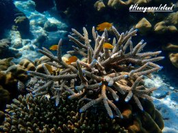 เกาะฮันนีมูน ทะเลพม่า โทร.0804199290