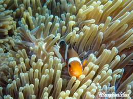 เกาะฮันนีมูน ทะเลพม่า โทร.0804199290