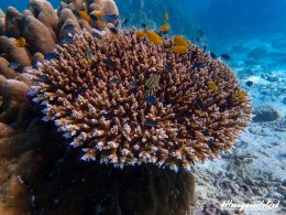 เกาะฮันนีมูน ทะเลพม่า โทร.0804199290