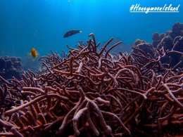 เกาะฮันนีมูน ทะเลพม่า โทร.0804199290