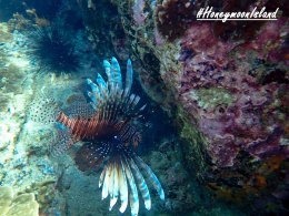 เกาะฮันนีมูน ทะเลพม่า โทร.0804199290