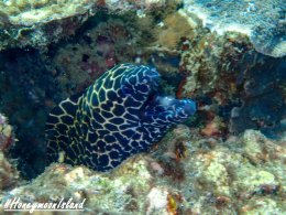 เกาะฮันนีมูน ทะเลพม่า โทร.0804199290