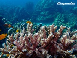 เกาะฮันนีมูน ทะเลพม่า โทร.0804199290