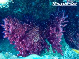 เกาะฮันนีมูน ทะเลพม่า โทร.0804199290