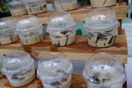 จัดกิจกรรมเนื่องในวันเบาหวานโลก