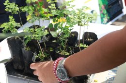 ตลาดนัด RPP Green Day