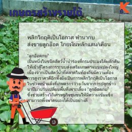 เกษตรสร้างรายได้