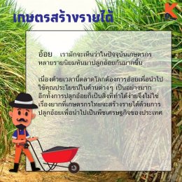 เกษตรสร้างรายได้