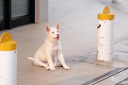 'หมู-บาส-อัตต้า' ผนึกกำลัง กำกับ "โกฮัง..หัวใจโกโฮม" เผยเบื้องหลังสุดท้าทาย  ถ่ายทอดชีวิต โกฮัง 3 ช่วงวัย ("โกฮัง..หัวใจโกโฮม" 2 เมษายนนี้ ในโรงภาพยนตร์)