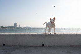 'หมู-บาส-อัตต้า' ผนึกกำลัง กำกับ "โกฮัง..หัวใจโกโฮม" เผยเบื้องหลังสุดท้าทาย  ถ่ายทอดชีวิต โกฮัง 3 ช่วงวัย ("โกฮัง..หัวใจโกโฮม" 2 เมษายนนี้ ในโรงภาพยนตร์)