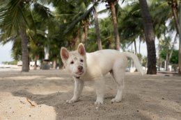 'หมู-บาส-อัตต้า' ผนึกกำลัง กำกับ "โกฮัง..หัวใจโกโฮม" เผยเบื้องหลังสุดท้าทาย  ถ่ายทอดชีวิต โกฮัง 3 ช่วงวัย ("โกฮัง..หัวใจโกโฮม" 2 เมษายนนี้ ในโรงภาพยนตร์)