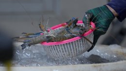 แม็คโคร-โลตัส คัดของไหว้ตรุษจีนคุณภาพจากเกษตรกรไทย ส่งต่อคุณค่าจากต้นทาง เติมความหมายในเทศกาลสำคัญ