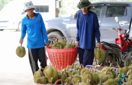 แม็คโคร-โลตัส ภายใต้ ซีพี แอ็กซ์ตร้า ตั้งเป้ารับซื้อทุเรียนจากเกษตรกรชาวสวนตลอดปีกว่า 22 ล้านกิโลกรัม พร้อมชวนอิ่มฟินทุเรียนไม่อั้น กับงาน "Lets Dorian บุฟเฟ่ต์ อร่อยฟิน ยิ้มยกก๊วน"