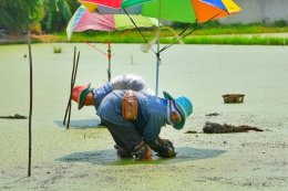 ซีพี แอ็กซ์ตร้า หนุนสินค้าเกษตร GI ลงพื้นที่ "แห้วสุพรรณ" ขยายช่องทางจำหน่ายผ่านแม็คโครโลตัสทั่วประเทศ