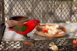 ซีพี แอ็กซ์ตร้า สานต่อความร่วมมือ กรมอุทยานฯ ส่งต่ออาหารส่วนเกิน เสริมสวัสดิภาพ พร้อมสร้างความมั่นคงทางอาหารให้สัตว์ป่าอย่างยั่งยืน