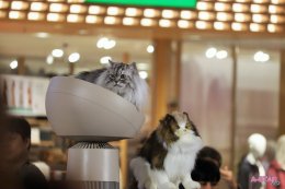 แอลจีเปิดตัวเครื่องฟอกอากาศ LG PuriCare AeroCat Tower คอนโดแมวฟอกอากาศ หายใจโล่ง แมวนอนฟิน มาพร้อมโซลูชันดูแลอากาศสะอาดสำหรับทุกสมาชิกในครอบครัว