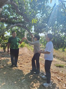 'โต๋นแตร-จุกบี้' ชวนเปิดสวนมะม่วง ของดี จ.ฉะเชิงเทรา ตามไขเคล็ดลับดันสู่ตลาดโลก ใน "เกษตรสุข"