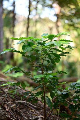 กระแสตอบรับดีเกินคาด!! กับแคมเปญ "มีวนา ปลูกมาจนโต MiVana Living Together, Growing Together ชวนคนไทยรักษ์โลก ร่วมปลูกป่า 40,000 ต้น ลด PM 2.5 ดูแลป่าต้นน้ำอย่างยั่งยืน ผ่านการสนับสนุนกาแฟออร์แกนิกจากเกษตรกรไทย 