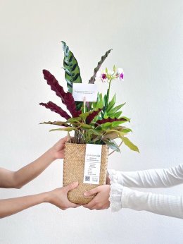 คนโฆษณาและภาพยนตร์ รวมตัวเปิดแบรนด์แห่งชีวิต "ปักกิ่งดี" ที่จะเป็นทางเลือกใหม่ในทุกโอกาส