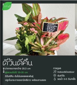 คนโฆษณาและภาพยนตร์ รวมตัวเปิดแบรนด์แห่งชีวิต "ปักกิ่งดี" ที่จะเป็นทางเลือกใหม่ในทุกโอกาส