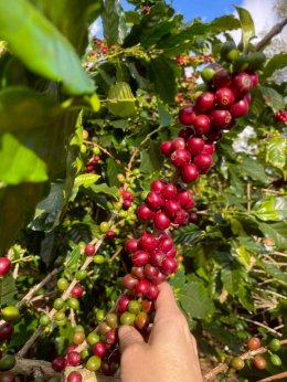 กระแสตอบรับดีเกินคาด!! กับแคมเปญ "มีวนา ปลูกมาจนโต MiVana Living Together, Growing Together ชวนคนไทยรักษ์โลก ร่วมปลูกป่า 40,000 ต้น ลด PM 2.5 ดูแลป่าต้นน้ำอย่างยั่งยืน ผ่านการสนับสนุนกาแฟออร์แกนิกจากเกษตรกรไทย 