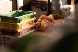 'พิ้งกี้-ปู มามี ตา' นักแสดงชาวเมียนมา ทุ่มสุดตัว ประเดิมเล่นหนังครั้งแรกในชีวิต ใน "โกฮัง..หัวใจโกโฮม" ฉายแล้ววันนี้ ในโรงภาพยนตร์