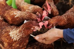 ซีพี แอ็กซ์ตร้า ตอกย้ำความสำเร็จการจัดการขยะครบวงจร พร้อมขับเคลื่อนสู่เป้าหมายขยะเป็นศูนย์ ในปี 2030