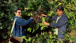 กระแสตอบรับดีเกินคาด!! กับแคมเปญ "มีวนา ปลูกมาจนโต MiVana Living Together, Growing Together ชวนคนไทยรักษ์โลก ร่วมปลูกป่า 40,000 ต้น ลด PM 2.5 ดูแลป่าต้นน้ำอย่างยั่งยืน ผ่านการสนับสนุนกาแฟออร์แกนิกจากเกษตรกรไทย 