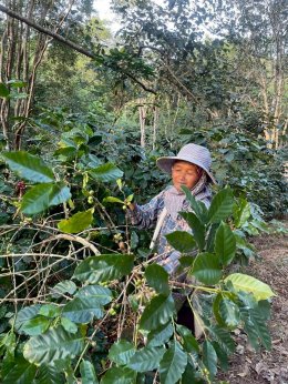 กระแสตอบรับดีเกินคาด!! กับแคมเปญ "มีวนา ปลูกมาจนโต MiVana Living Together, Growing Together ชวนคนไทยรักษ์โลก ร่วมปลูกป่า 40,000 ต้น ลด PM 2.5 ดูแลป่าต้นน้ำอย่างยั่งยืน ผ่านการสนับสนุนกาแฟออร์แกนิกจากเกษตรกรไทย 