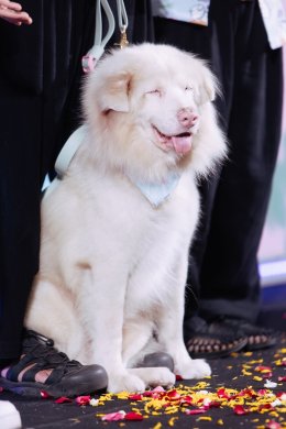 GDH จัดงาน "โกฮัง น่ารักเกินร้อย ฮีลใจเกินล้าน ดูกันยกบ้าน สงกรานต์ปีนี้" ส่งต่อโมเมนต์อบอุ่นหัวใจ ต้อนรับเทศกาลปีใหม่ไทย ("โกฮัง..หัวใจโกโฮม" ฉายแล้ววันนี้ในโรงภาพยนตร์)