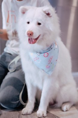 GDH จัดงาน "โกฮัง น่ารักเกินร้อย ฮีลใจเกินล้าน ดูกันยกบ้าน สงกรานต์ปีนี้" ส่งต่อโมเมนต์อบอุ่นหัวใจ ต้อนรับเทศกาลปีใหม่ไทย ("โกฮัง..หัวใจโกโฮม" ฉายแล้ววันนี้ในโรงภาพยนตร์)