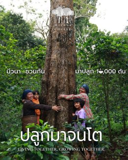 กาแฟมีวนา กาแฟอินทรีย์รักษาป่า ในเครือกลุ่มบริษัทพรีเมียร์ เปิดตัวแคมเปญ "มีวนา ปลูกมาจนโต..MiVana Living Together,Growing Together" ตั้งเป้าปลูกป่าต้นน้ำเชียงราย 10,000 ต้น ผ่านกาแฟอินทรีย์มีวนาทุกแก้ว เพื่ออนุรักษ์และฟื้นฟูป่า พร้อมช่วยลดปัญหา