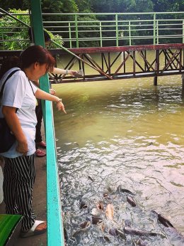 วังมัจฉา