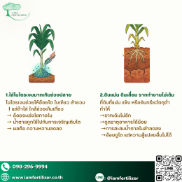 อ้อยไม่หวานเพราะอะไร ???  5 สาเหตุที่ชาวไร่มองข้าม !!!