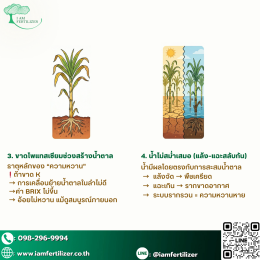 อ้อยไม่หวานเพราะอะไร ???  5 สาเหตุที่ชาวไร่มองข้าม !!!