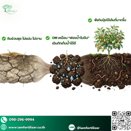 OM ในปุ๋ยอินทรีย์จากโรงงานเรา  ช่วยพืชและดินระยะยาวยังไง 
