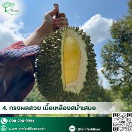 ผลผลิตทุเรียน เพิ่มขึ้น 2เท่า  หลังใช้ ปุ๋ยอินทรีย์เคมี 5-3-16 OM10%