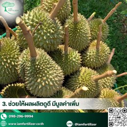 ผลผลิตทุเรียน เพิ่มขึ้น 2เท่า  หลังใช้ ปุ๋ยอินทรีย์เคมี 5-3-16 OM10%