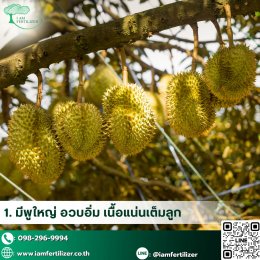ผลผลิตทุเรียน เพิ่มขึ้น 2เท่า  หลังใช้ ปุ๋ยอินทรีย์เคมี 5-3-16 OM10%